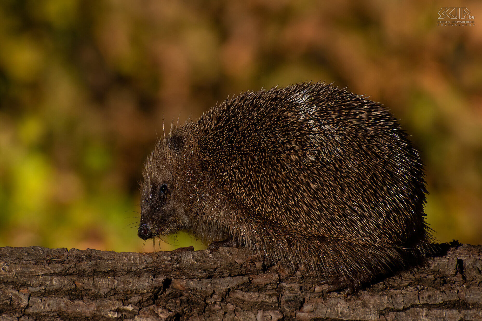 Nocturnal animals in our garden - Hedgehog The hedgehog is a nocturnal animal and visits our garden almost daily. It is an insectivore with a length of 20-30cm and its spines can be up to 2.5cm long. They mainly eat snails, earthworms, beetles, caterpillars, earwigs,… but amphibians and small rodents are also sometimes on the menu. They live solitary and hibernate from October-November. Stefan Cruysberghs